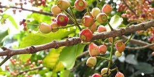 Nước uống đẹp da, giữ dáng